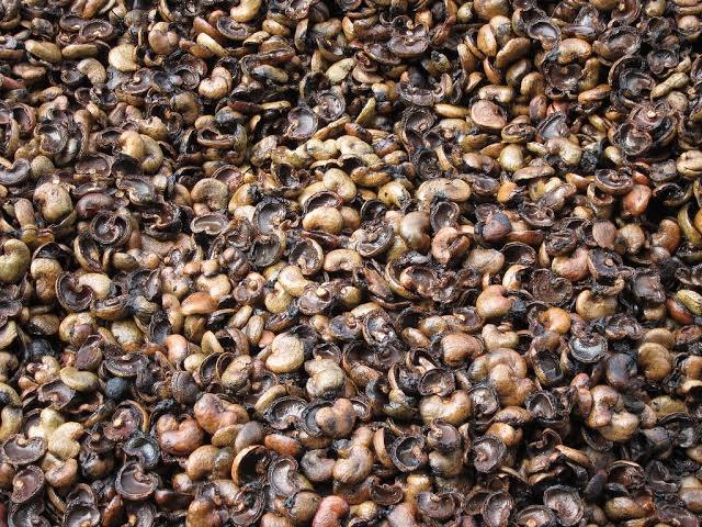Cashew Shell