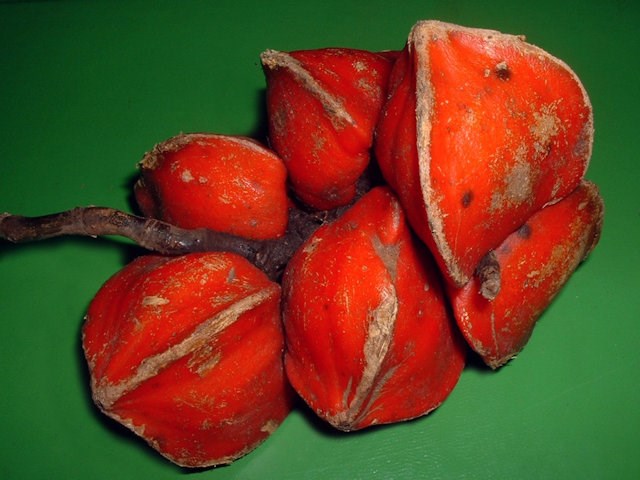 katemfe(thaumatococus daniellii)