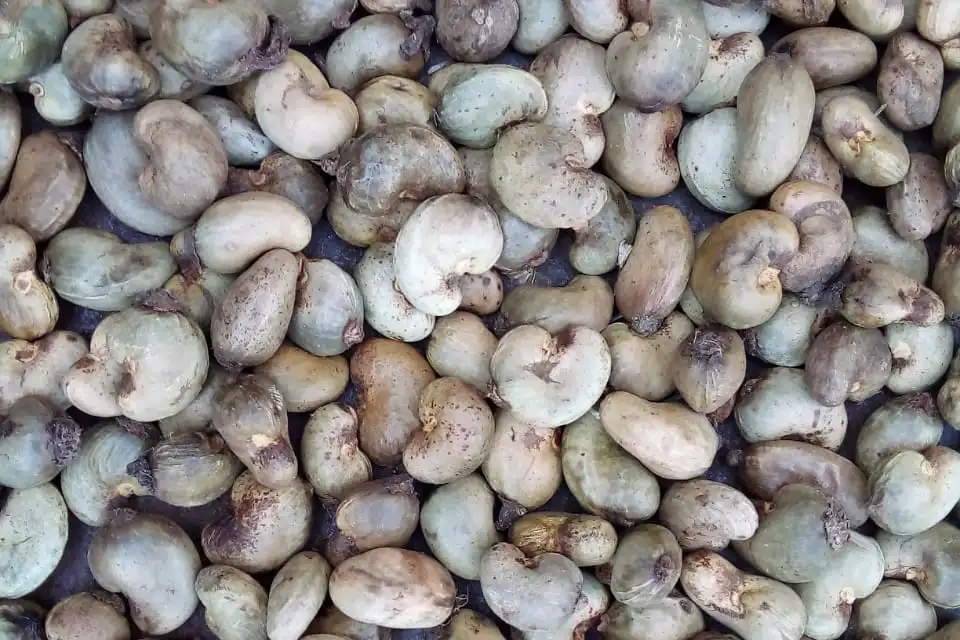 Raw Cashew Nut