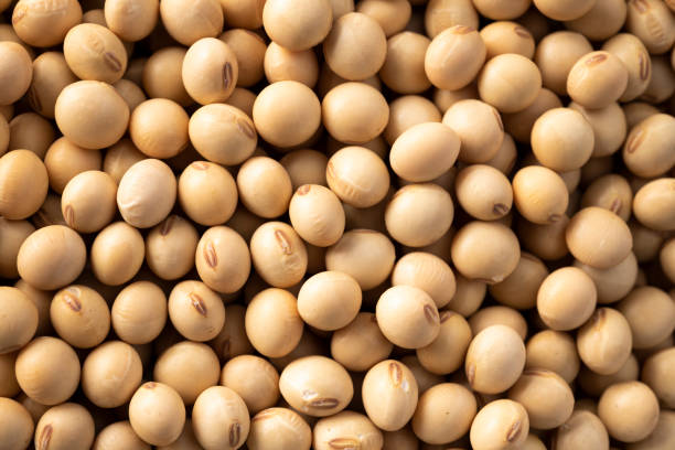 Soybean